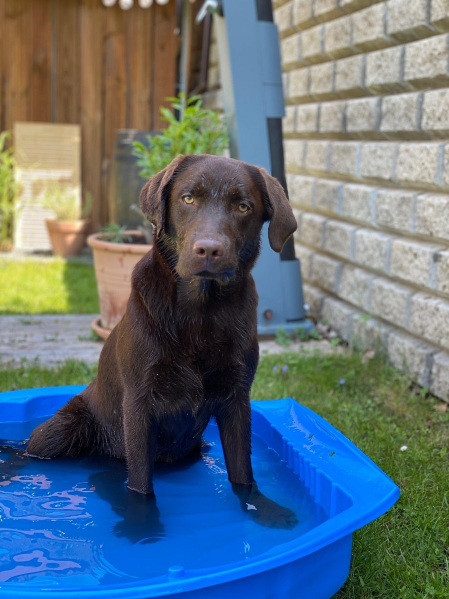 aktuelles Labrador vom Loderberg