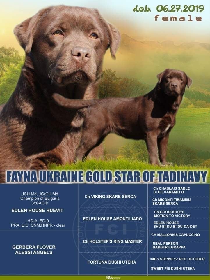 Fayna Ukraine Gold Star of Tadinavy
